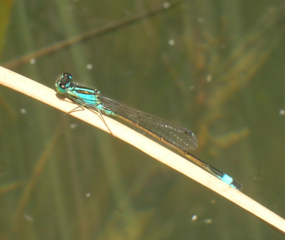 conferma identificazione - Ischnura genei (maschio)